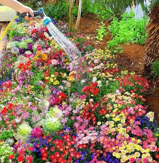 100 Varieties of Flower Seeds (Pack of 100) |š„FLAT 50% OFF SALEš„